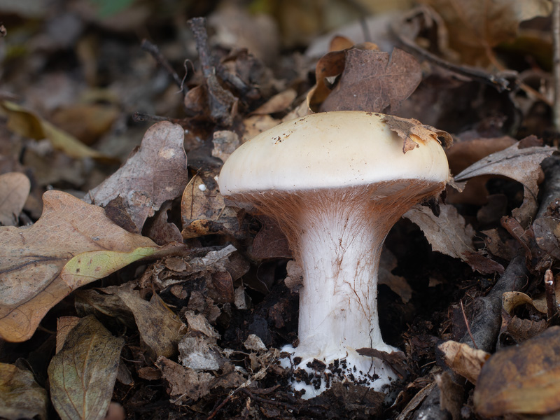 Cortinarius aleuriosmus